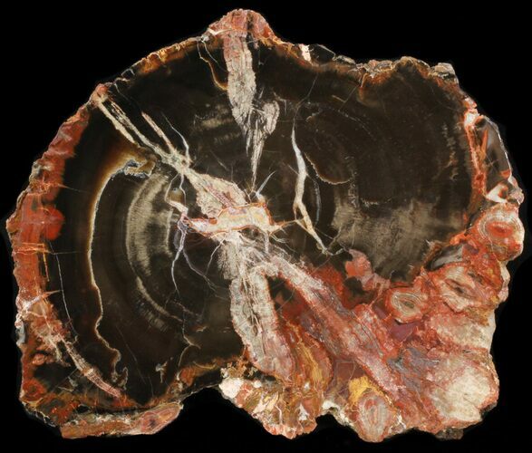 Petrified Wood (Araucaria) Round - Chinle Formation, Utah #41348